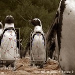 Penguin Identification